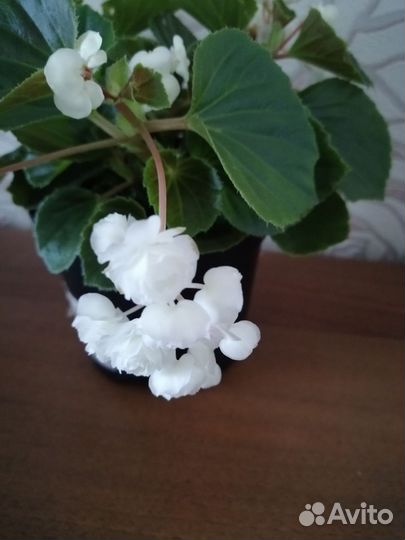 Бегония вечноцветущая махровая