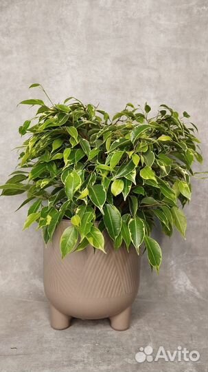 Фикус бенджамина Кинки