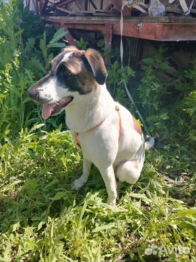 Собака в добрые руки отдам бесплатно