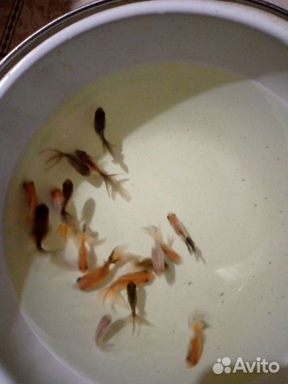 Золотые рыбки