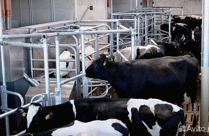 Доильный аппарат для крс
