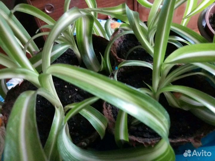 Хлорофитум кудрявый