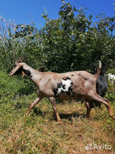 Козье молоко