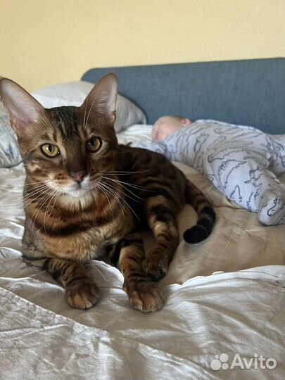 Бенгальский кот бесплатно