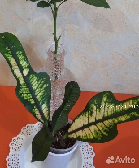 Кротон миссис-айстон, вилма