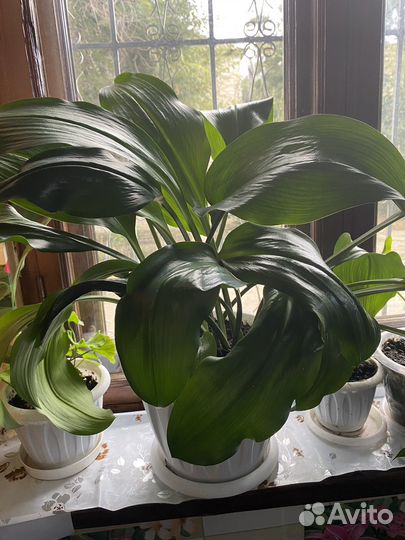 Эухарис амазонская лилия