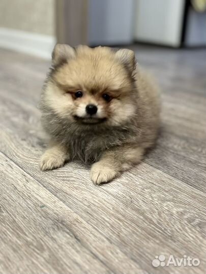 Продажа щенков шпица