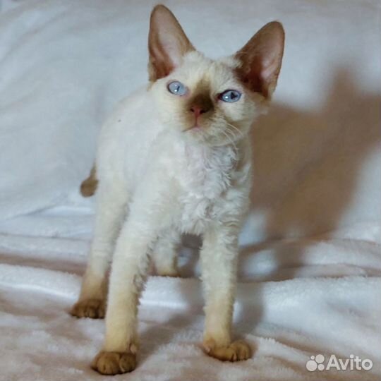 Девчата эксклюзивных окрасов