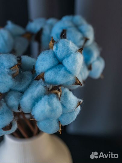 Сухоцветы хлопок букет