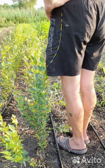 Кизильник блестящий