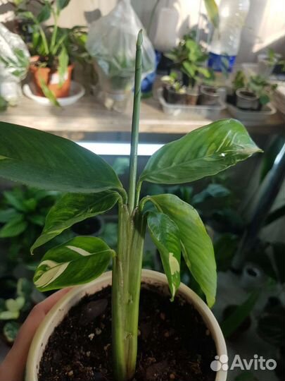 Ктенанта (калатея) лубберса