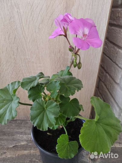 Герань пеларгония