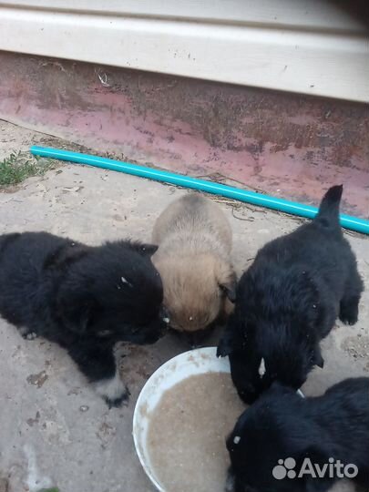 Щенки от маленькой собачки