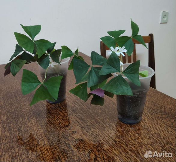 Батерфляй, кислица