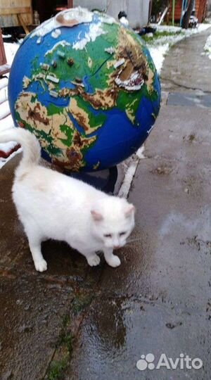 Чудо глобус