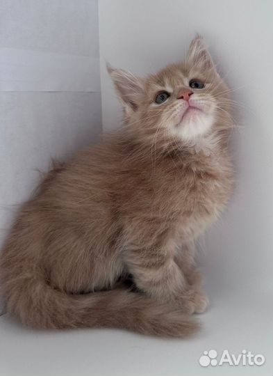 Котята Мейн-кун