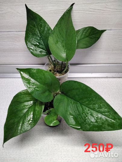 Сциндапсус/эпипремнум