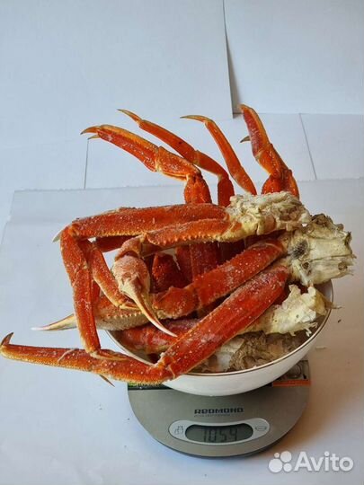 Краб-Стригун (Опилио) крупный