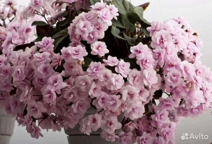 Комнатные растения цветы Фиалка