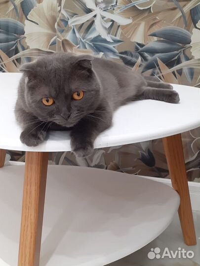 Кот вислоухий в добрые руки