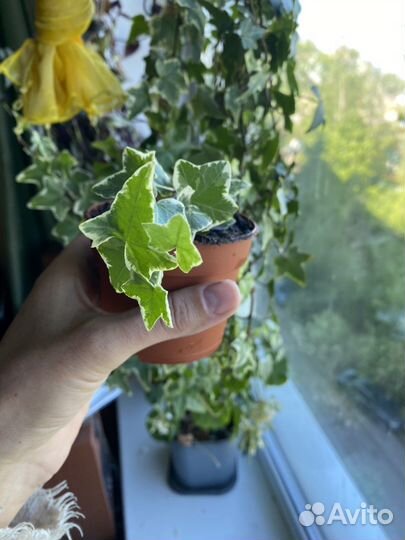 Хелера плющь