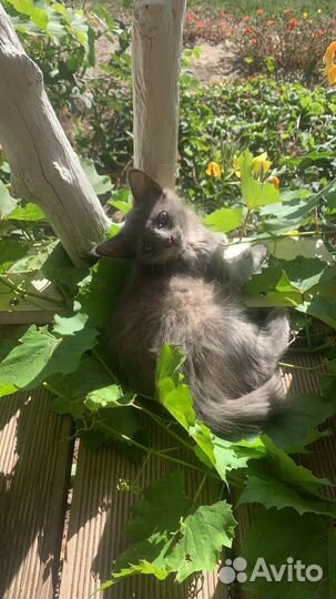 Помогите с пристройством