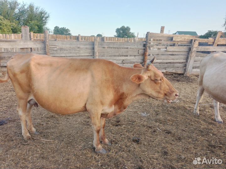 Продам коров и бычков
