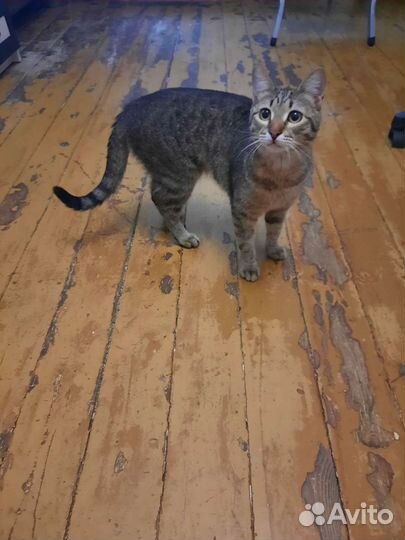 Кошки в добрые руки бесплатно