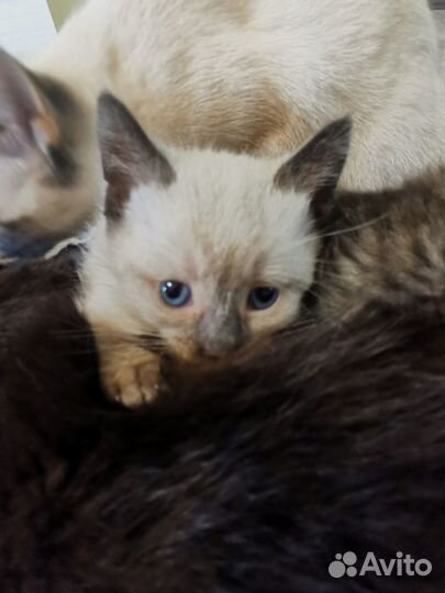 Тайский котёнок, мальчик