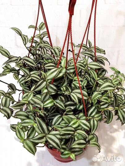 Традесканция Зебрина, комнатные растения цветы