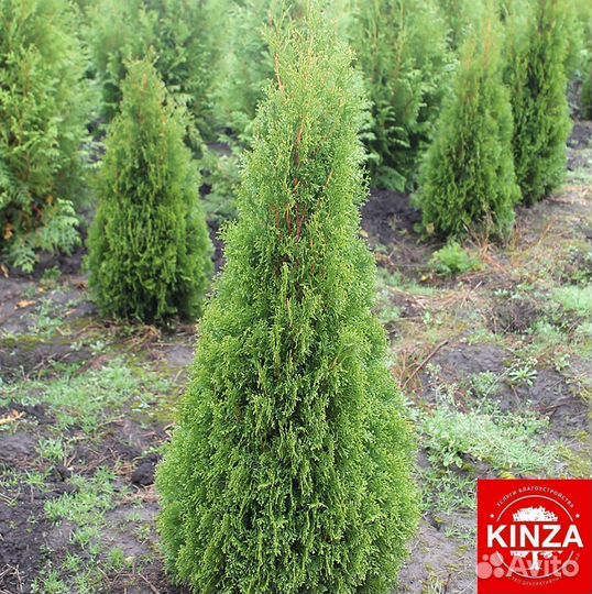 Туя западная Смарагд колумна