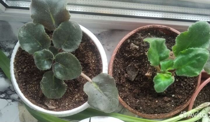 Комнатные растения