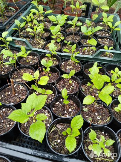 Гортензия древовидная Анабель