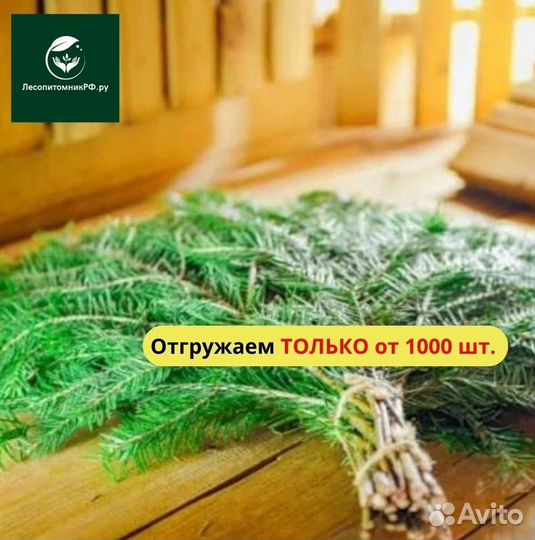 Пихтовый веник опт