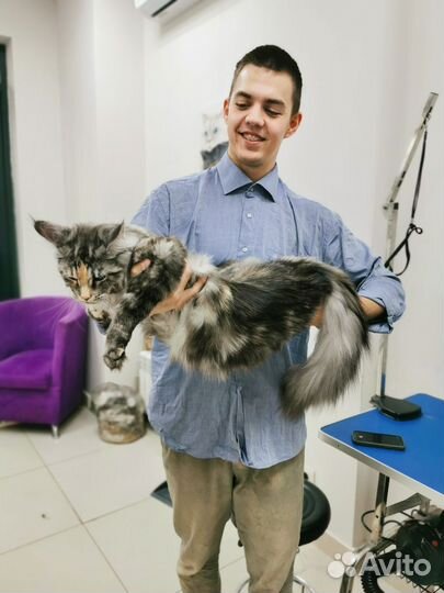 Стрижка собак груминг