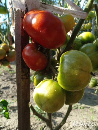 Семена томатных гномов