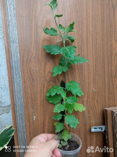 Хризантема