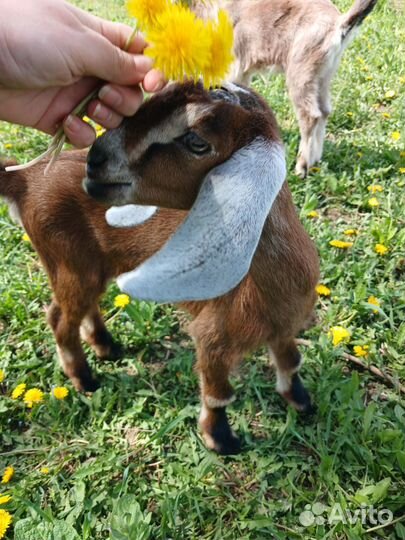 Нубийские козлята