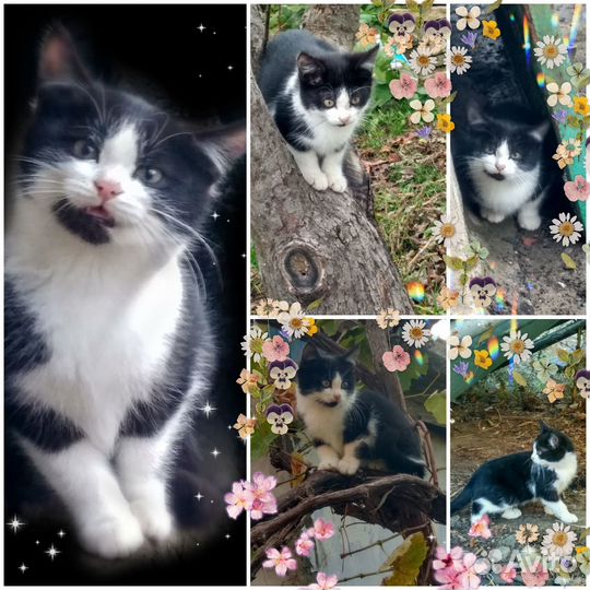 Котики бесплатно в добрые руки