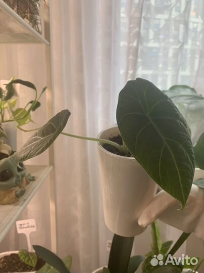 Алоказия махарани