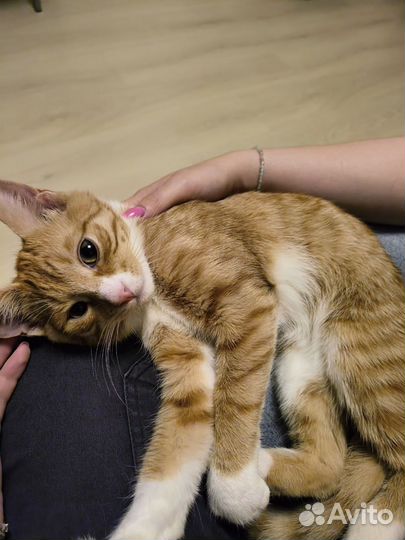 Котёнок 5 мес. с улицы ищет дом и любящую семью