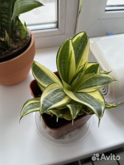 Сансевиерия голден ханни