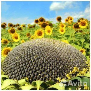 Гибрид подсолнечника Неома купить в Ростове-на-Дону | Товары для дома и ...