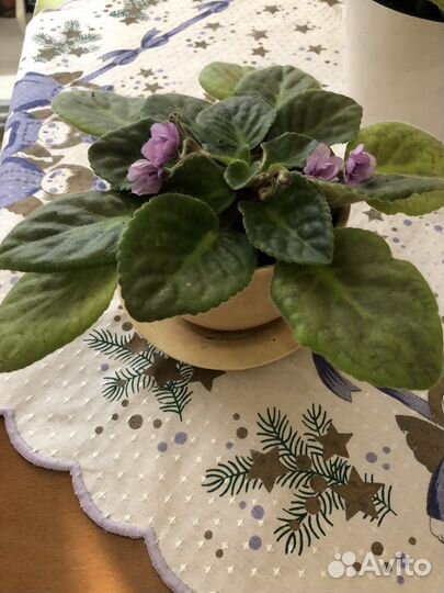 Фиалка Поль Баньян