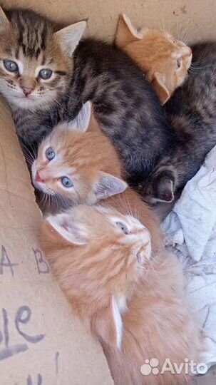 Котята в добрые руки