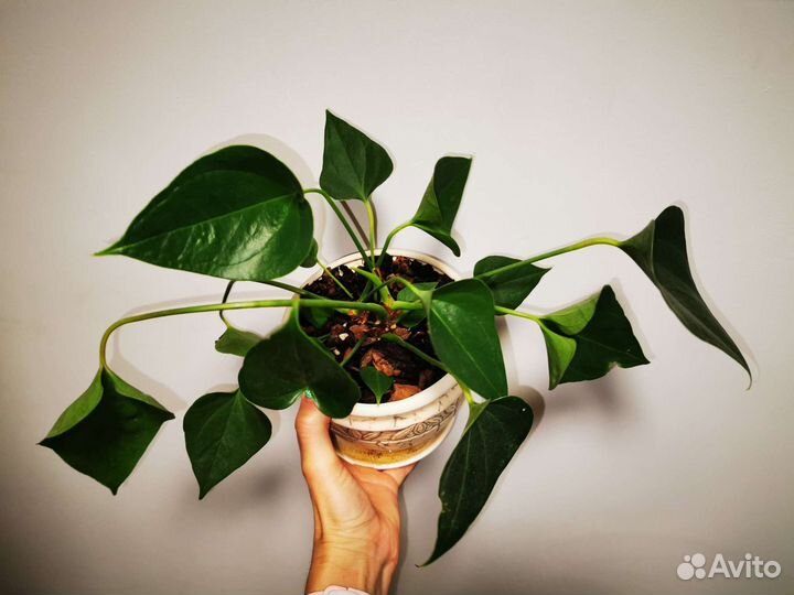 Антуриум Андре, Спатифиллум