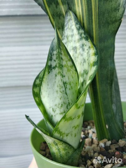 Сансевиерия Futura var