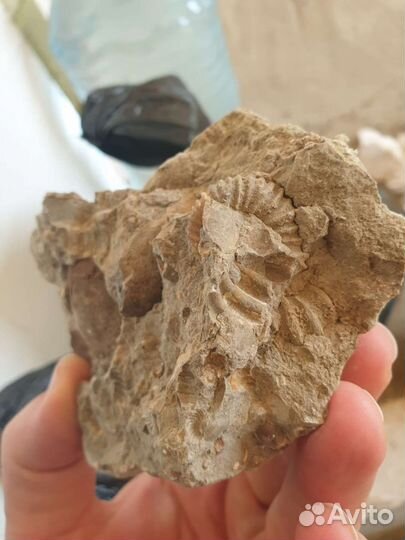 Окаменелости