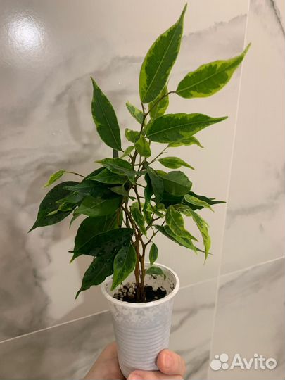 Фикус Бенджамина
