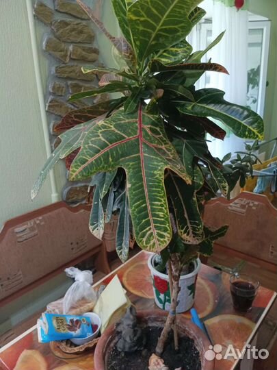 Кодиеум кротон